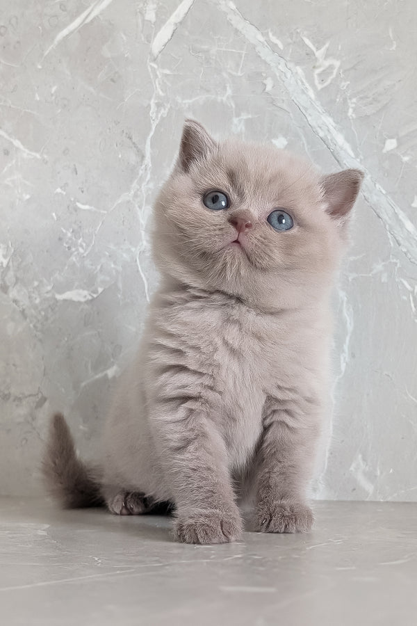 Zeus | Scottish Straight Kitten