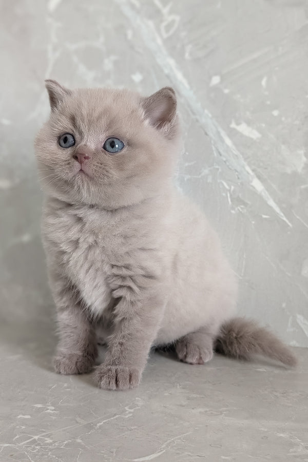 Zeus | Scottish Straight Kitten