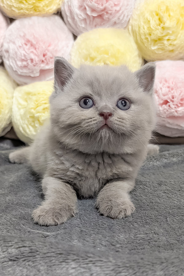 Zeus | Scottish Straight Kitten