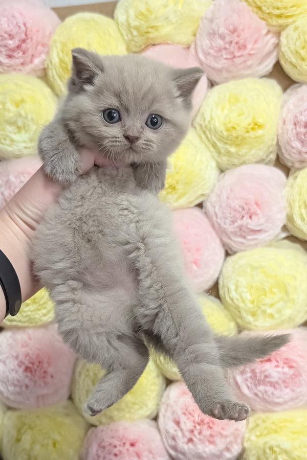 Zeus | Scottish Straight Kitten