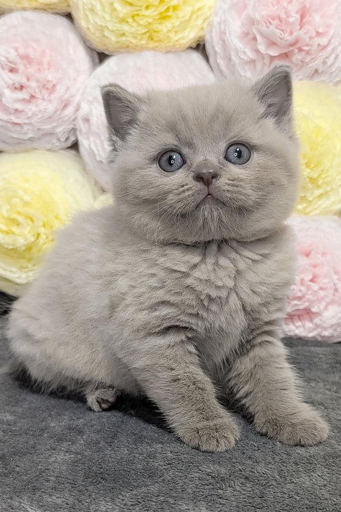 Zeus | Scottish Straight Kitten