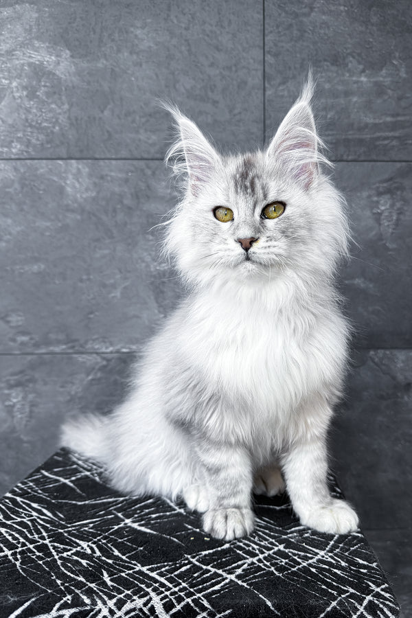 Zevs | Maine Coon Kitten