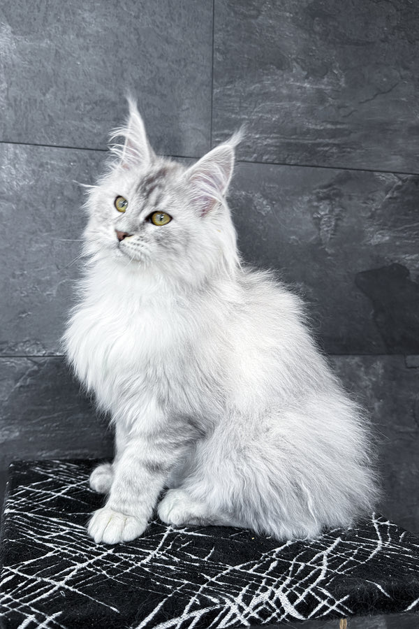 Zevs | Maine Coon Kitten