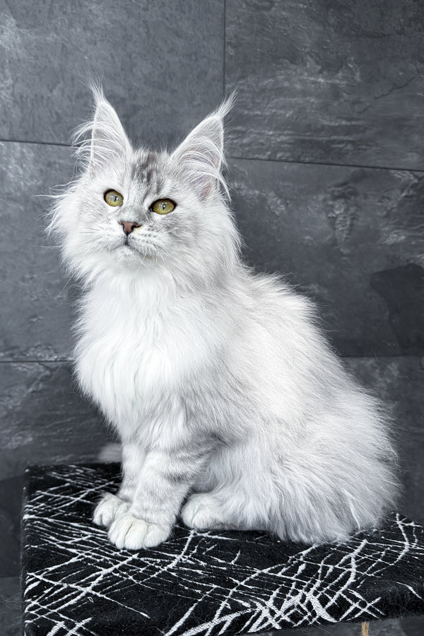 Zevs | Maine Coon Kitten