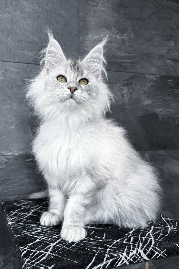 Zevs | Maine Coon Kitten