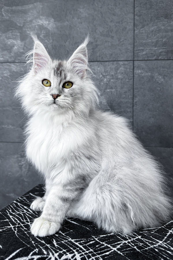 Zevs | Maine Coon Kitten
