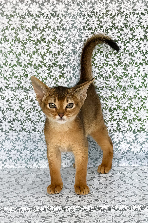 Zhaklin | Abyssinian Kitten