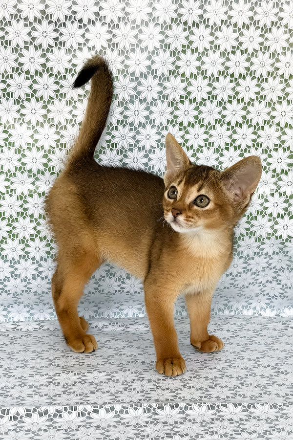 Zhaklin | Abyssinian Kitten