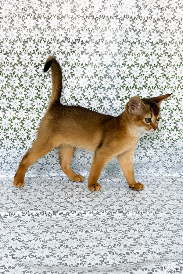 Zhaklin | Abyssinian Kitten