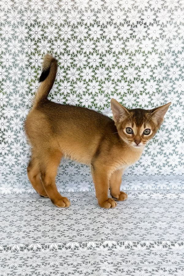 Zhaklin | Abyssinian Kitten