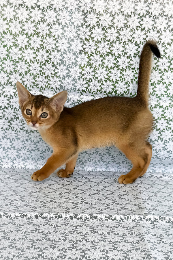 Zhaklin | Abyssinian Kitten