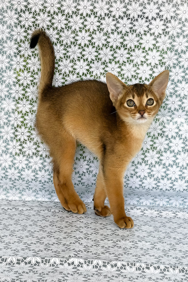 Zhaklin | Abyssinian Kitten