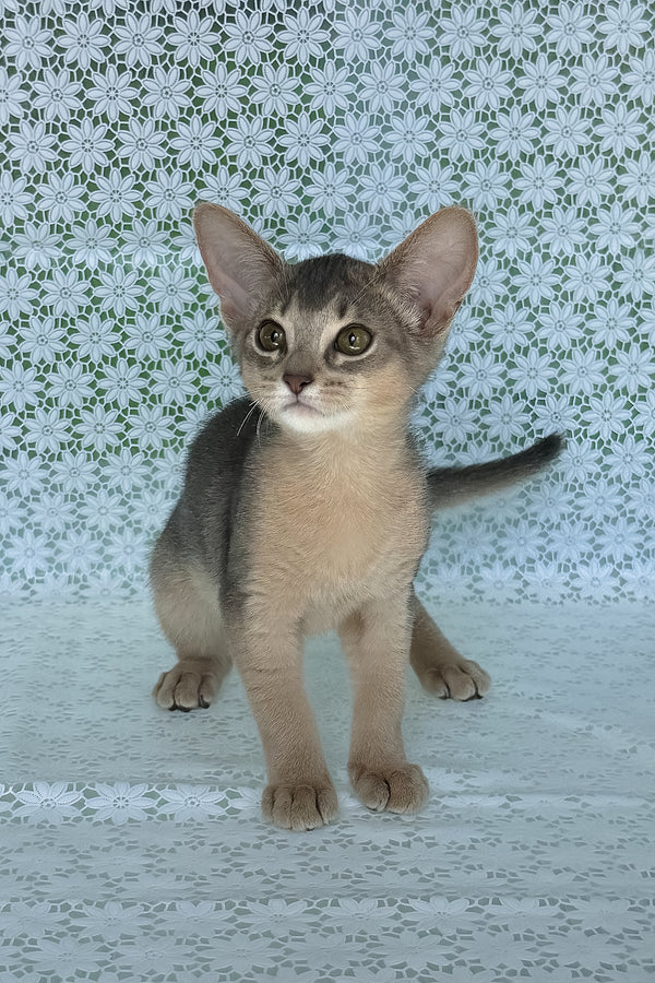 Zhasmin | Abyssinian Kitten