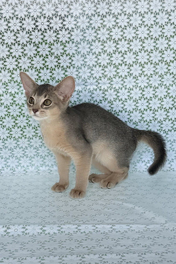 Zhasmin | Abyssinian Kitten
