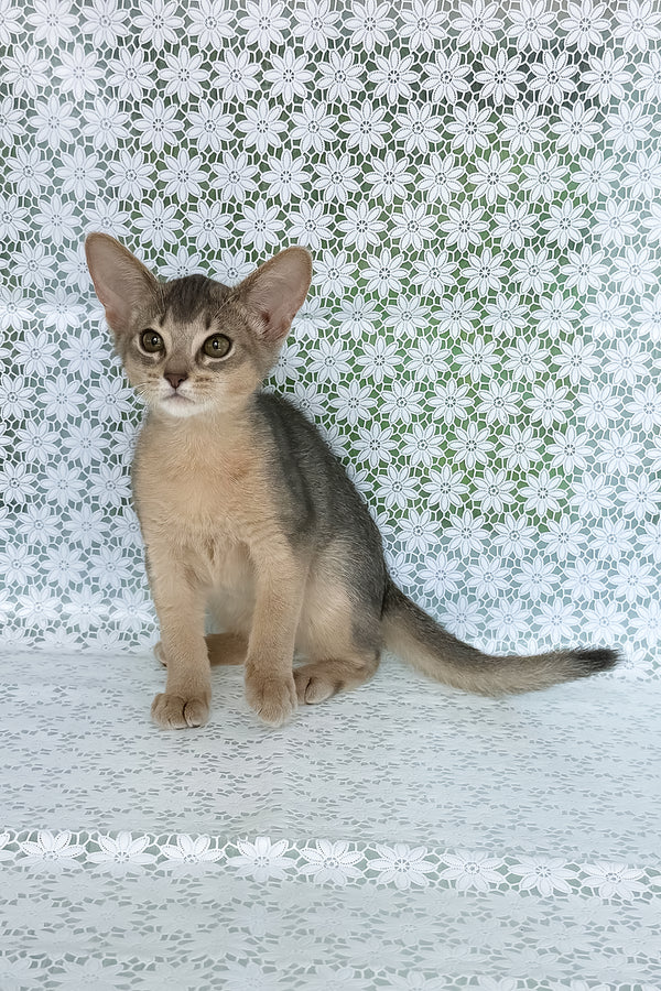 Zhasmin | Abyssinian Kitten