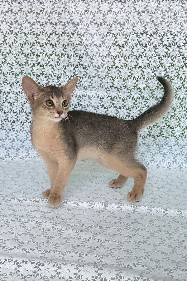Zhasmin | Abyssinian Kitten