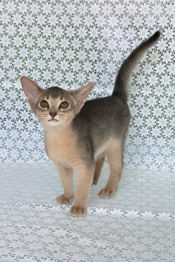 Zhasmin | Abyssinian Kitten
