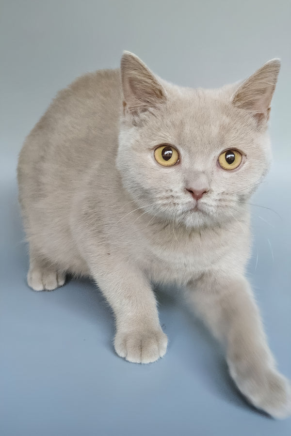Zlata | British Shorthair Kitten