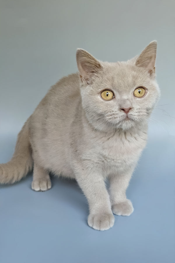 Zlata | British Shorthair Kitten