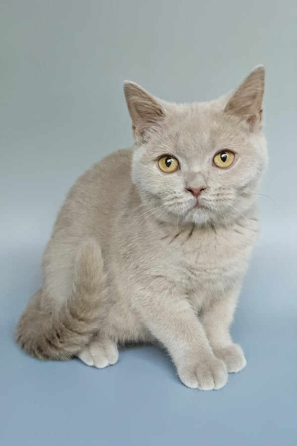 Zlata | British Shorthair Kitten