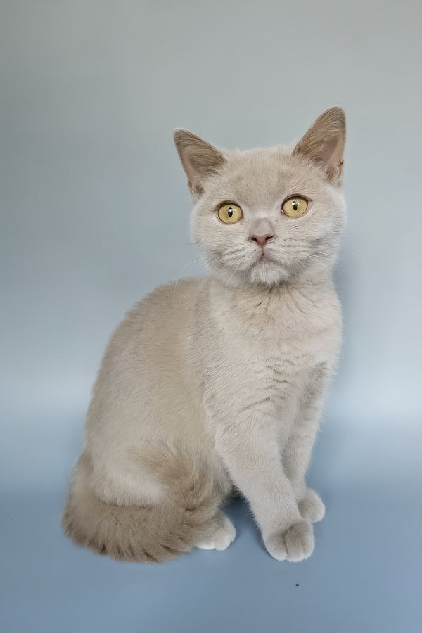 Zlata | British Shorthair Kitten