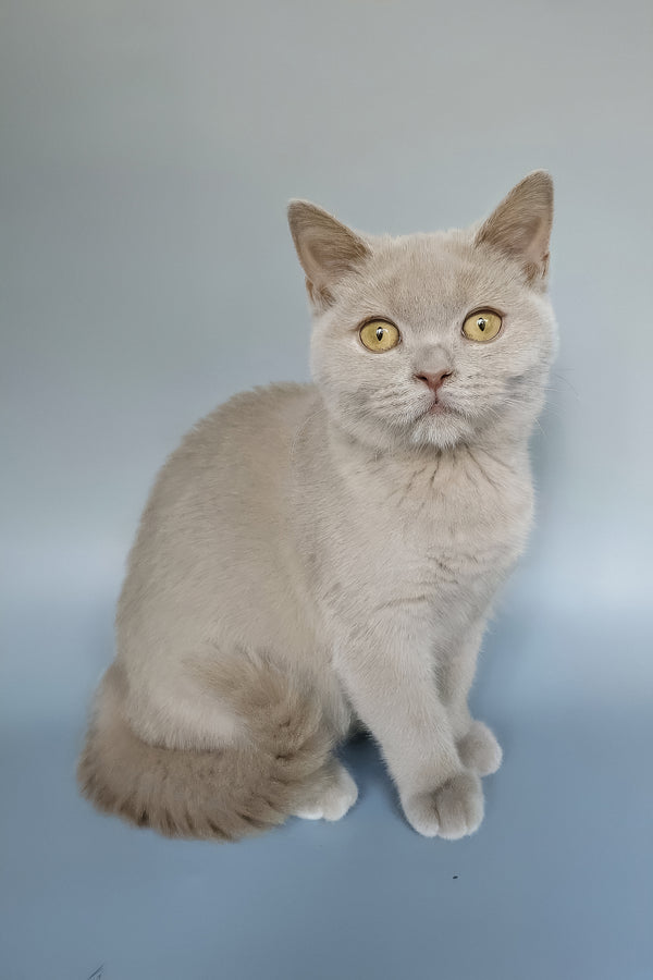 Zlata | British Shorthair Kitten