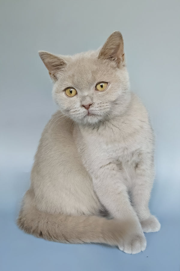 Zlata | British Shorthair Kitten