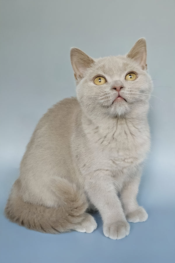 Zlata | British Shorthair Kitten