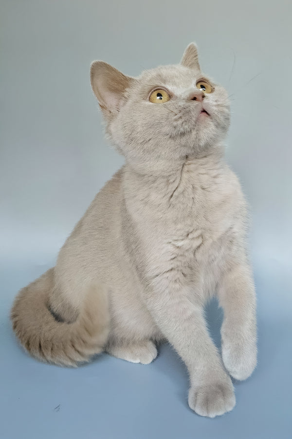 Zlata | British Shorthair Kitten