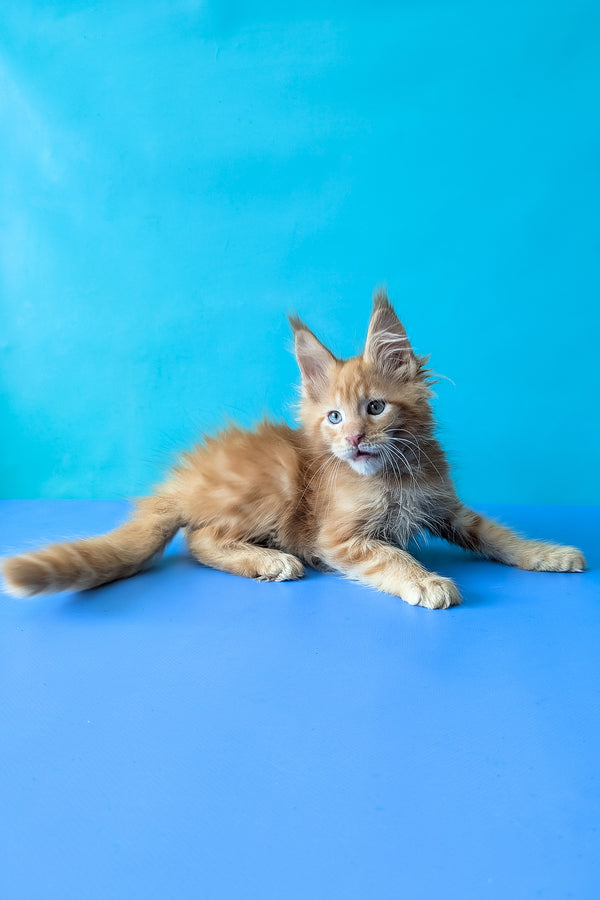 Zodiac | Maine Coon Kitten