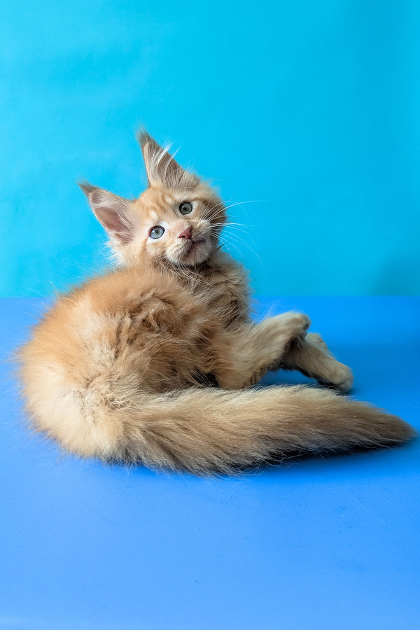 Zodiac | Maine Coon Kitten