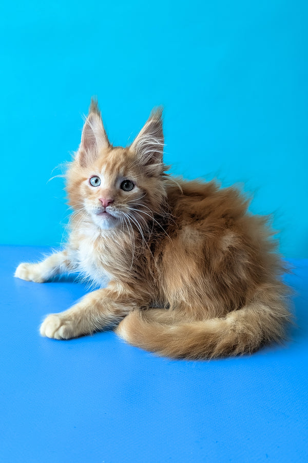 Zodiac | Maine Coon Kitten