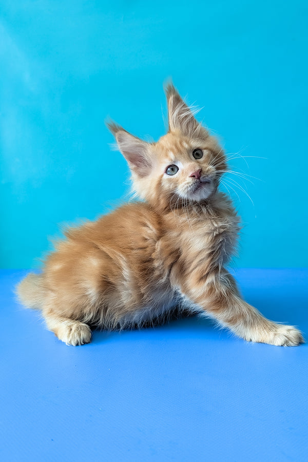 Zodiac | Maine Coon Kitten