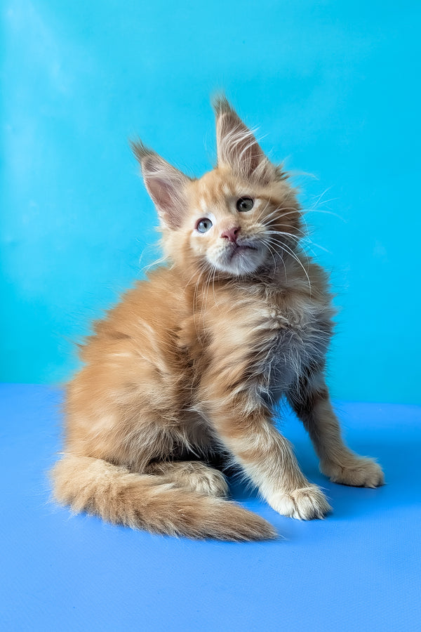 Zodiac | Maine Coon Kitten
