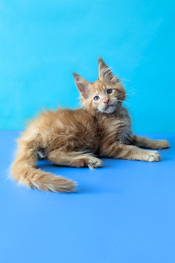 Zodiac | Maine Coon Kitten