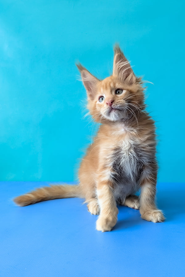 Zodiac | Maine Coon Kitten