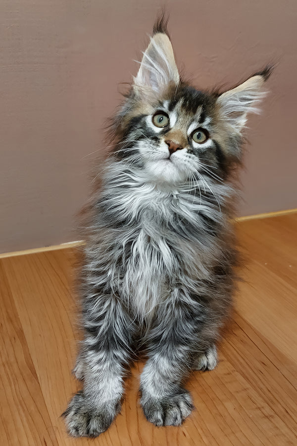 Zoltar | Maine Coon Kitten