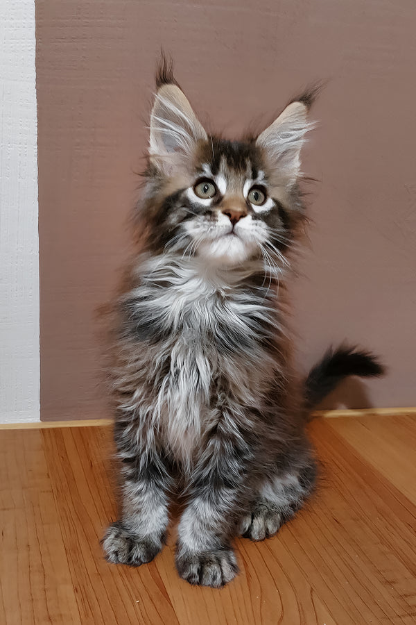 Zoltar | Maine Coon Kitten