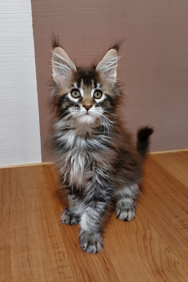 Zoltar | Maine Coon Kitten