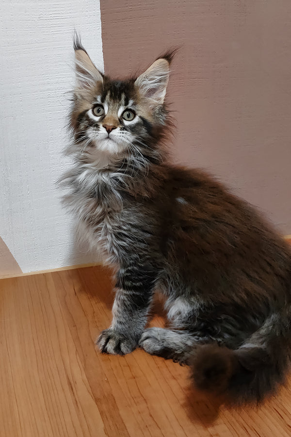 Zoltar | Maine Coon Kitten