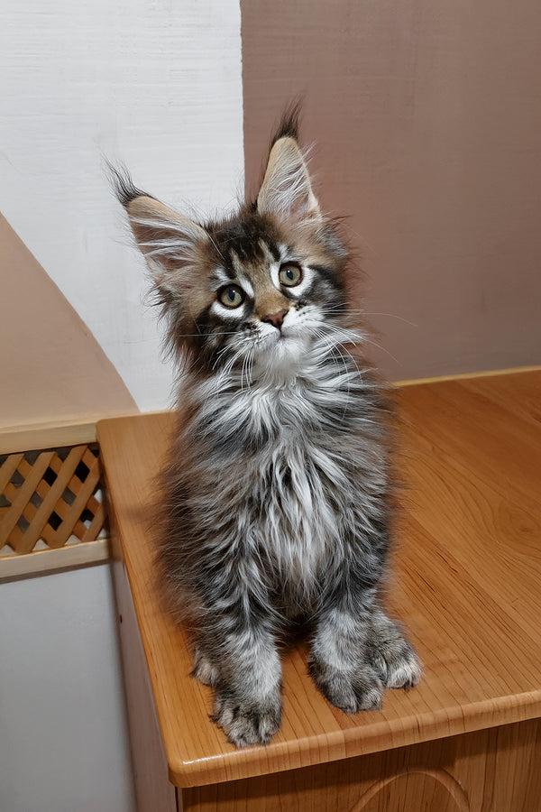 Zoltar | Maine Coon Kitten