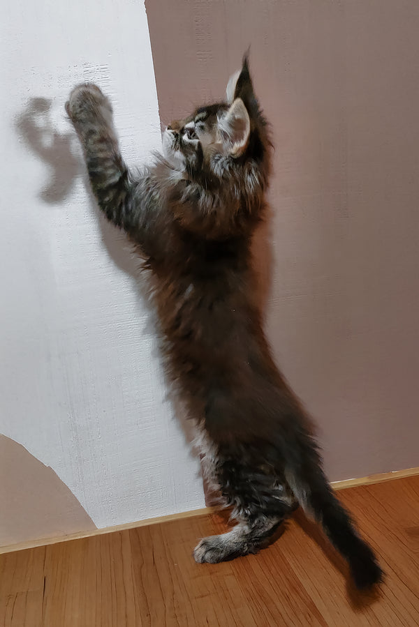 Zoltar | Maine Coon Kitten