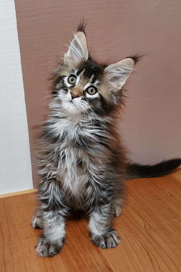 Zoltar | Maine Coon Kitten