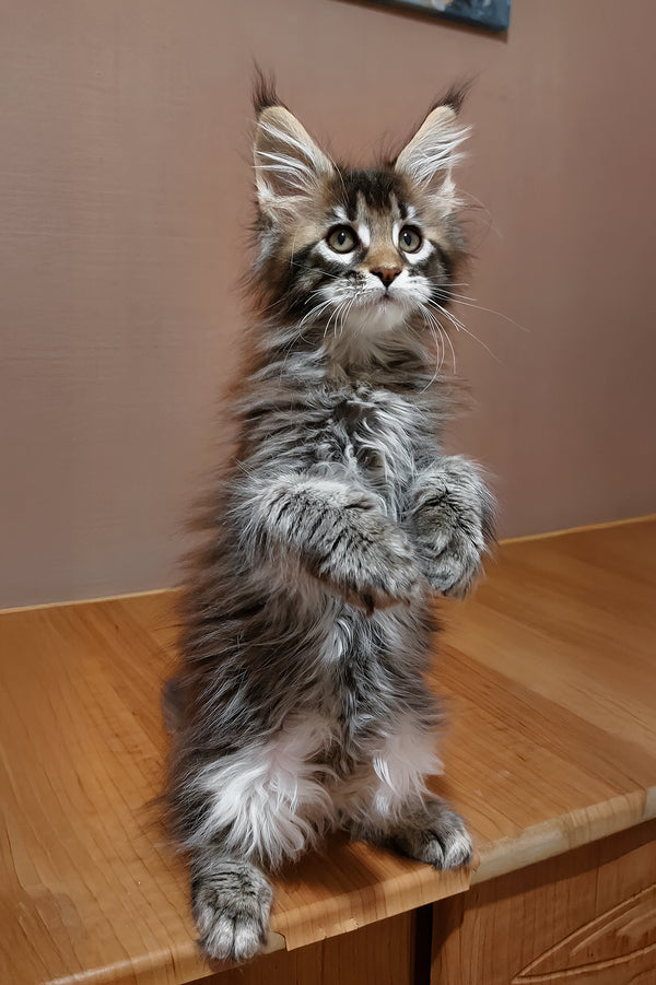 Zoltar | Maine Coon Kitten