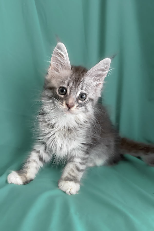 Zory | Maine Coon Kitten