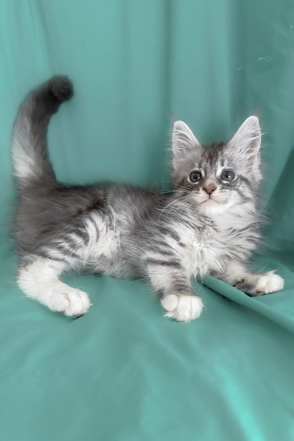 Zory | Maine Coon Kitten