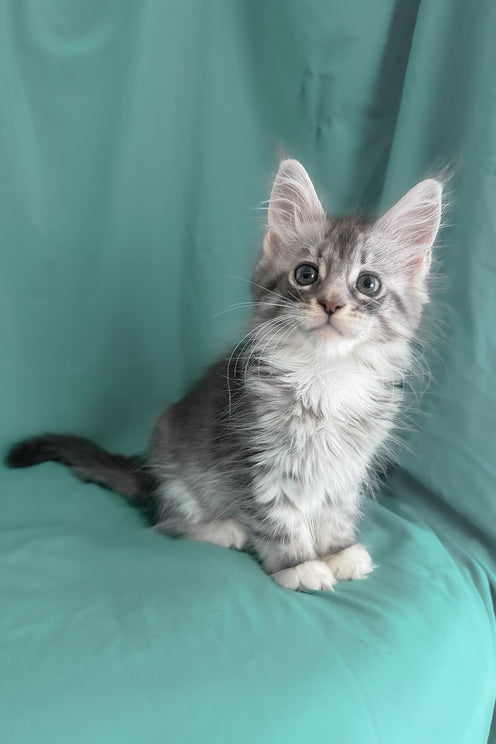 Zory | Maine Coon Kitten