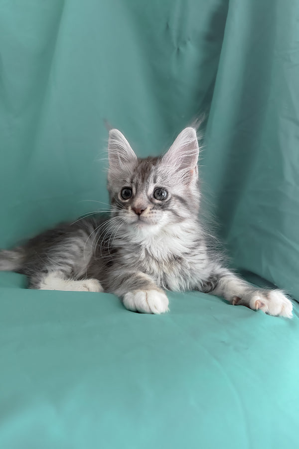 Zory | Maine Coon Kitten