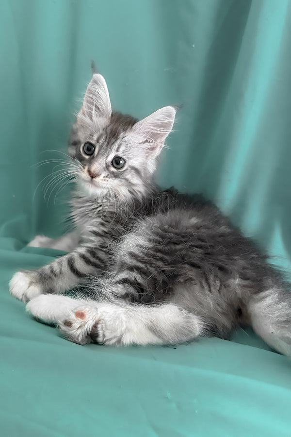 Zory | Maine Coon Kitten