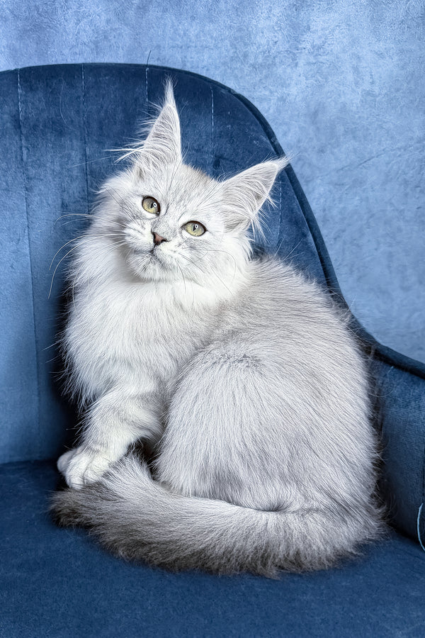 Zultan | Maine Coon Kitten